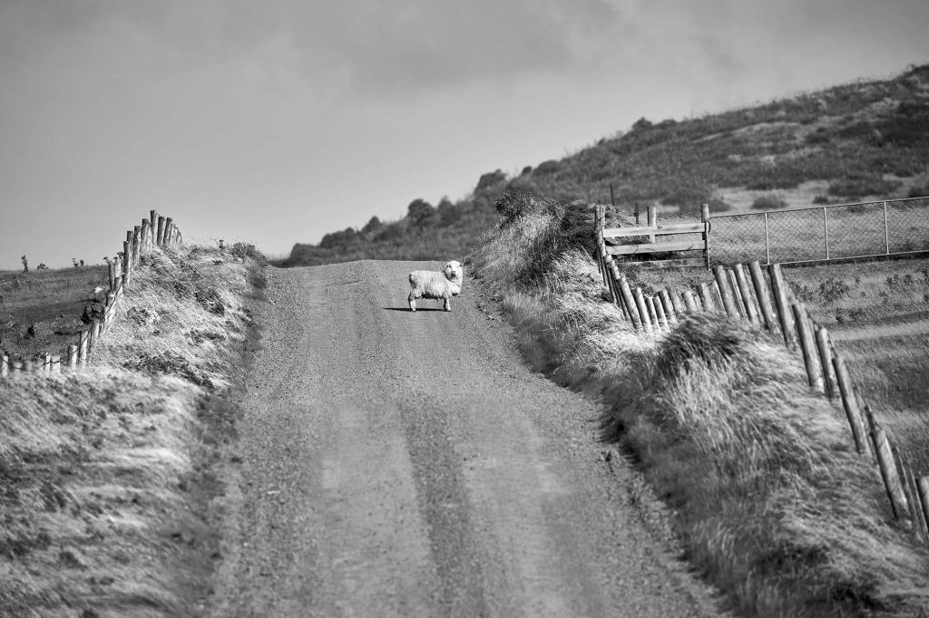 Sheep web